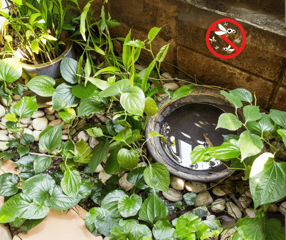 Mosquito Control Bucket