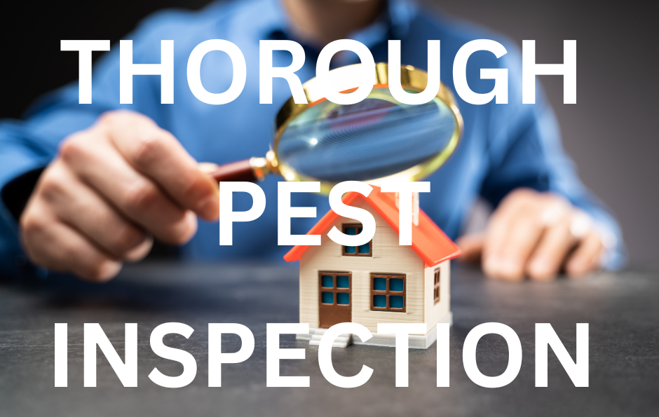 A close-up of a hand holding a magnifying glass over a miniature house, symbolizing a thorough pest inspection. Best pest control exterminator in Indian Harbour Beach.