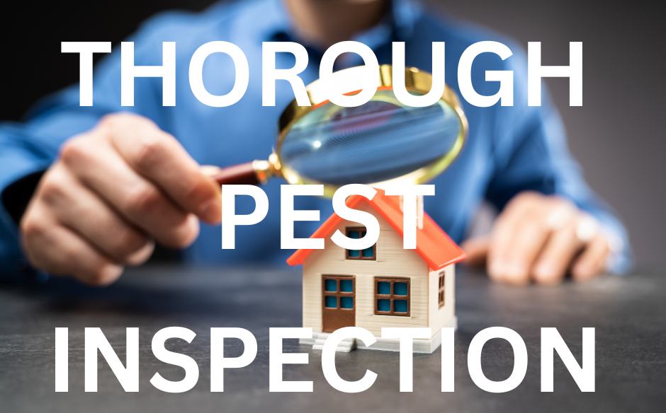 A close-up of a hand holding a magnifying glass over a miniature house, symbolizing a thorough pest inspection.