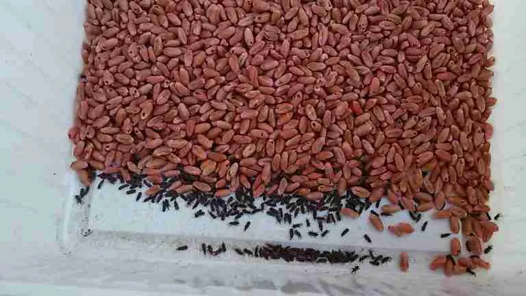 Pantry Pests, Stored product pests, tiny bugs in food