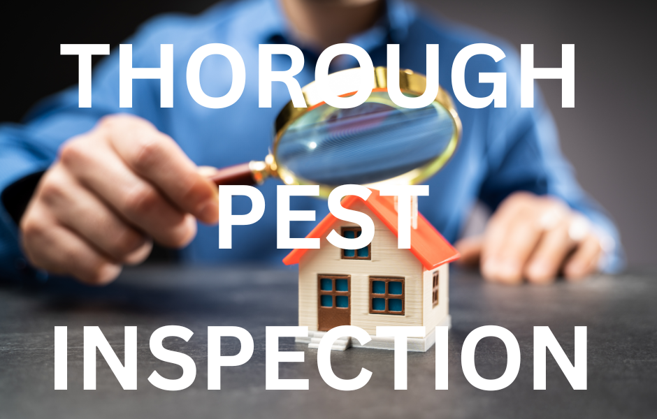 A close-up of a hand holding a magnifying glass over a miniature house, symbolizing a thorough pest inspection.