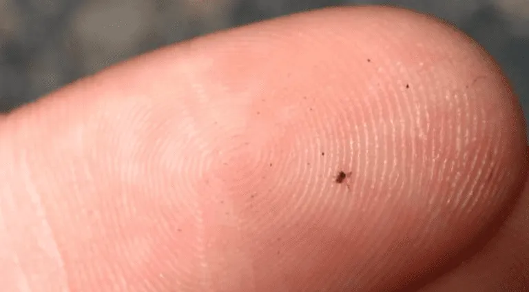 No-See-Ums Biting Midge Flies