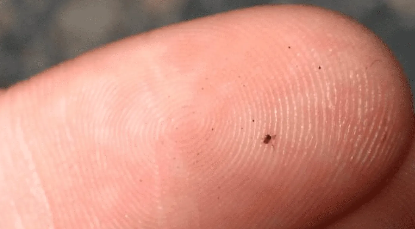 No-See-Ums Biting Midge Flies
