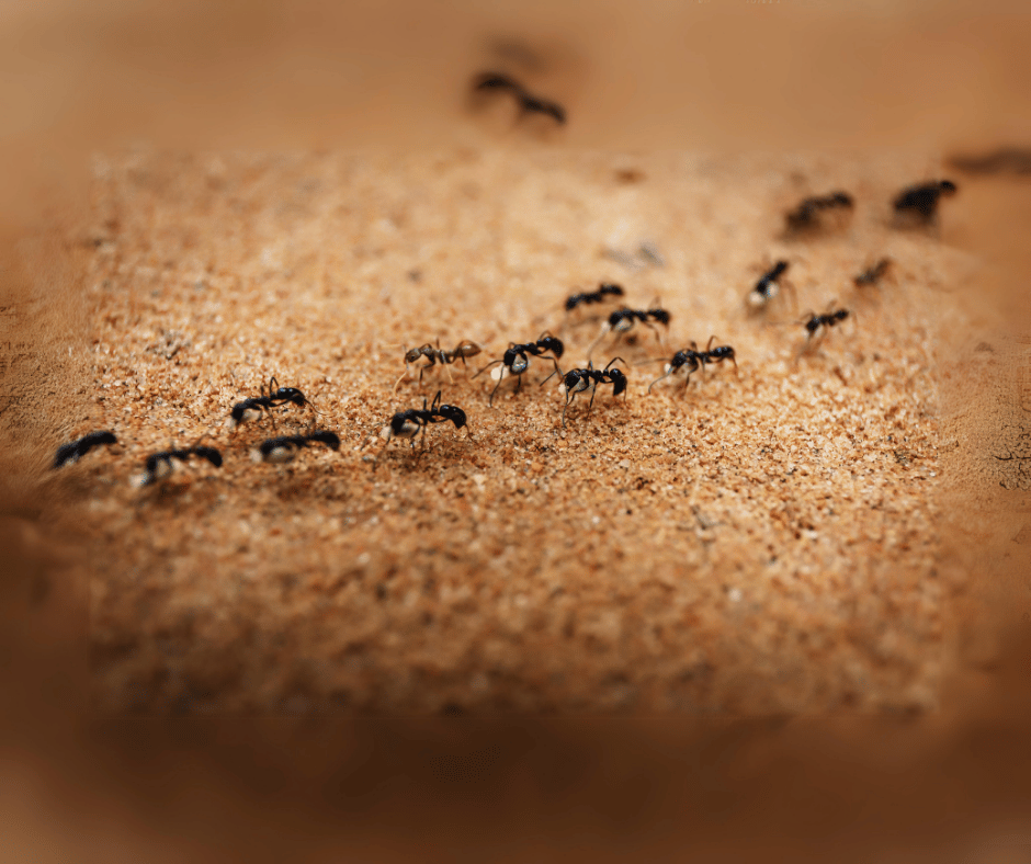 Argentine Ant Control