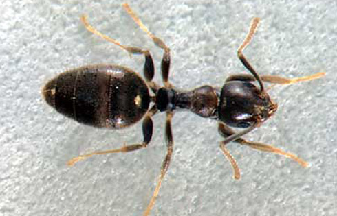 White Footed Ant