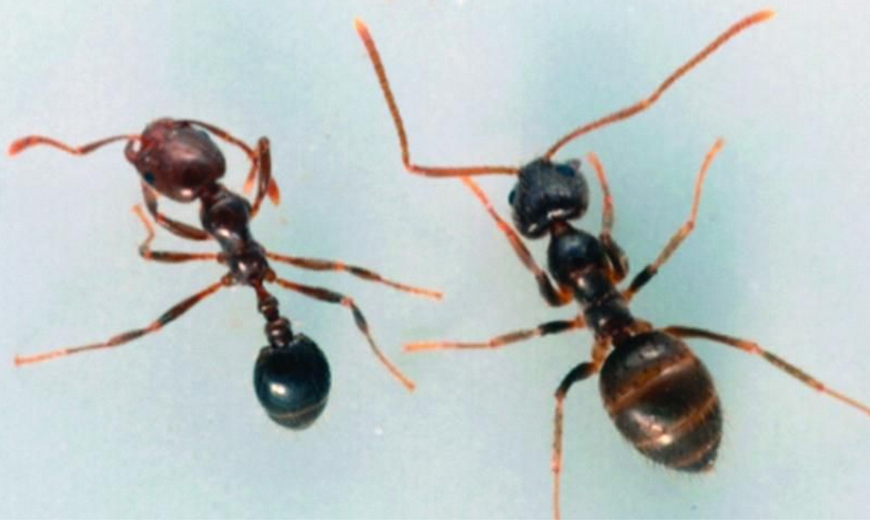 Crazy Ant Control Service