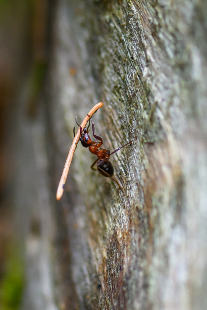 Carpenter Ant with stick