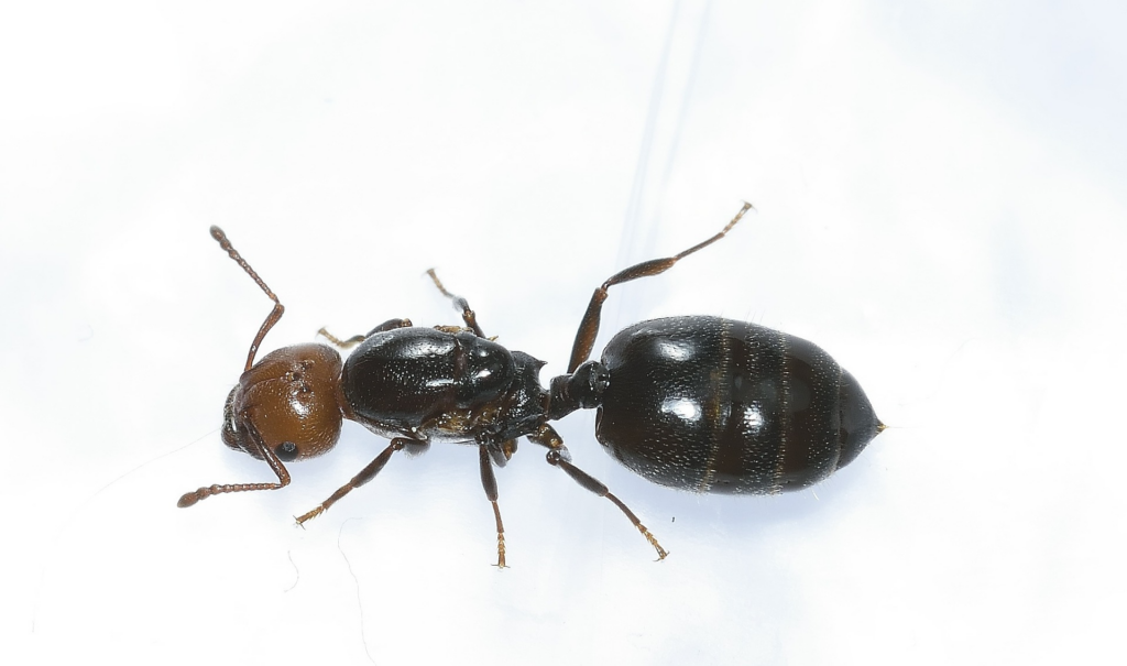 Carpenter Ant