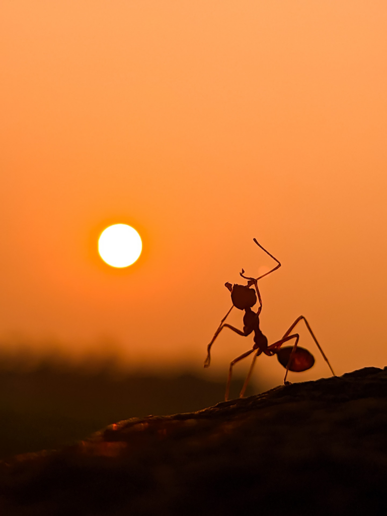 Carpenter Ant Sunset