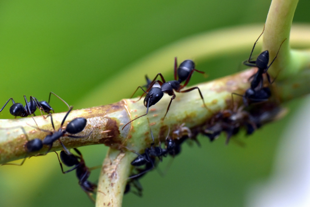 Carpenter Ants on branch