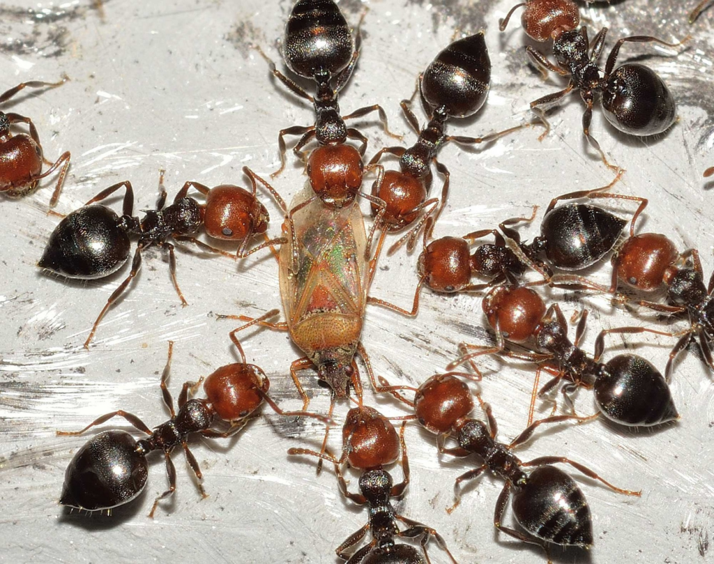 Carpenter Ants with prey