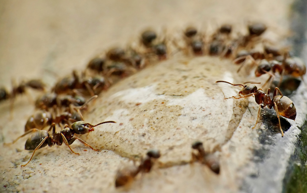 Rover Ants Feeding on Liquid Ant Bait