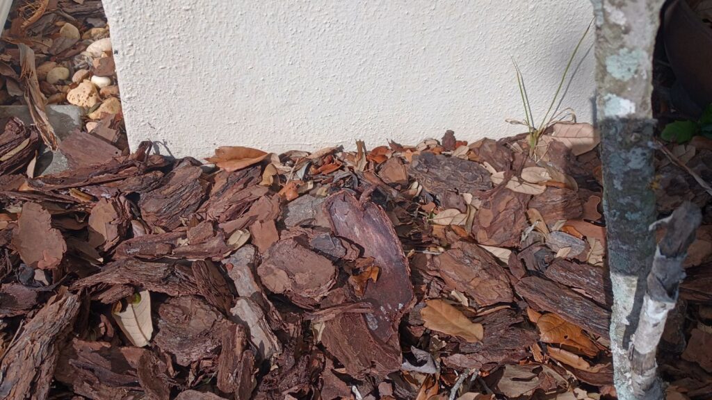 Pine bark next to the home is a condusive condition you want to avoid.  Pine bark is a preferred food of subterranean termites.