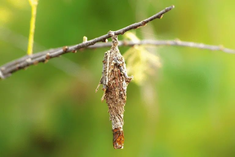 Bagworm Control. We provide bagworm control in Indialantic, Melbourne Beach, Cocoa Beach, Merritt Island, and Vero Beach