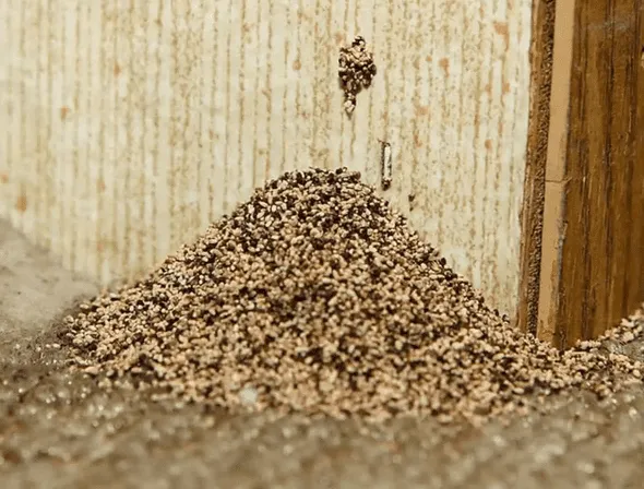 Drywood termite Pellets. Notice they plug up their "kick out hole" with their pellets.