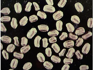Dry-Wood Termite Fecal pellets. Notice they are all six sided.