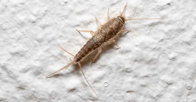 Silverfish I Brevard and Indian River Counties