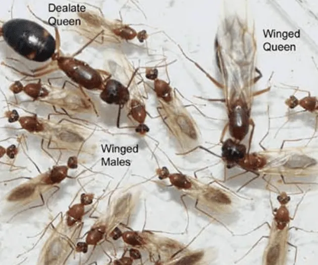 Carpenter Ant Swarming Ants.