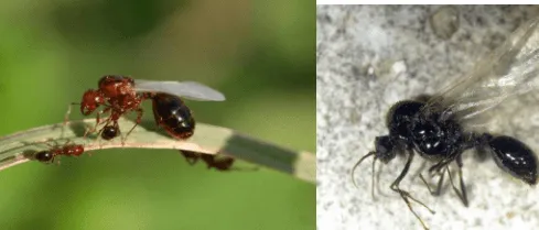 Swarming Fire Ants
