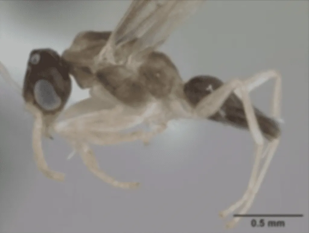Swarming Ghost Ants.  Swarming Sugar Ants.