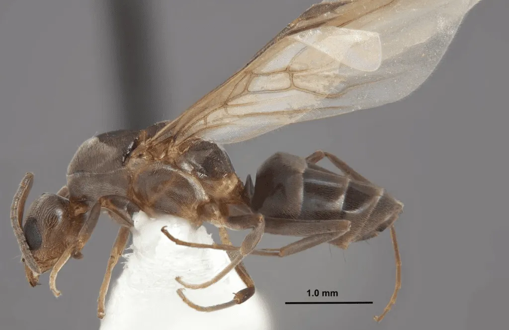 Swarming Argentine Ants