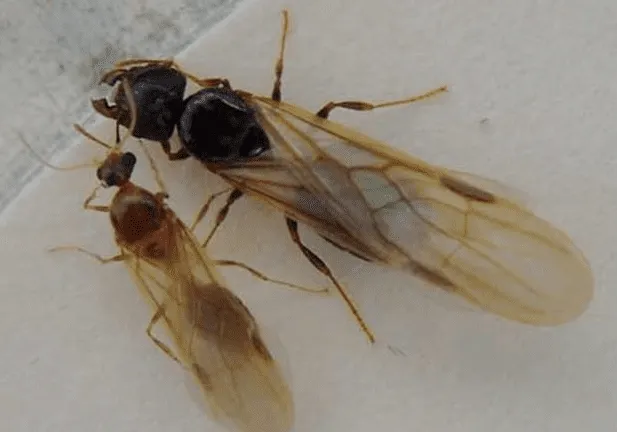 Swarming Big Headed Ants.