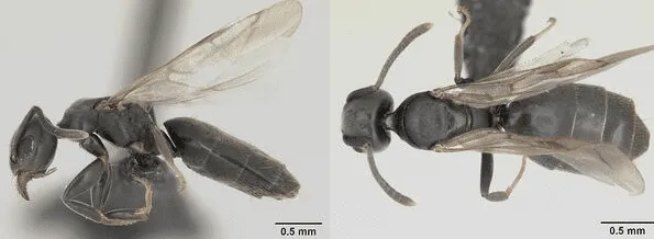 Swarming white-footed ants