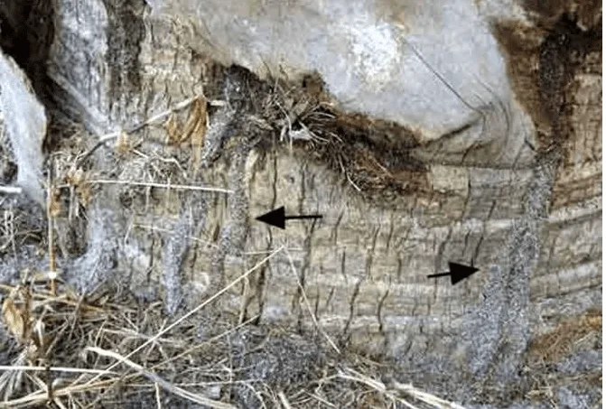 The textured base of a cabbage palm tree in Vero Beach, Florida, shows several thin, earthen-colored mud tubes extending vertically up its trunk. Two black arrows point to different sections of these tubes.