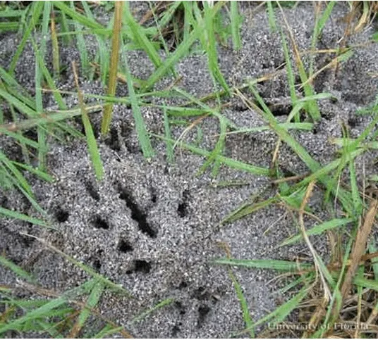 Sandy soil mound with multiple entrance holes characteristic of a ground ant nest, possibly bigheaded ants or fire ants, in a Florida lawn.