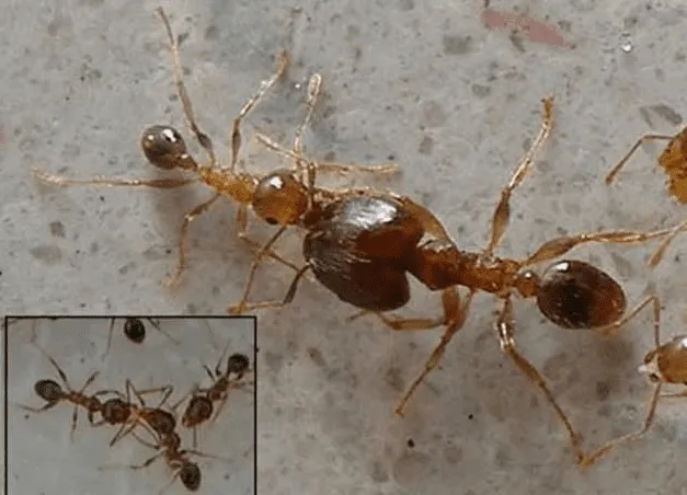 Bigheaded ants