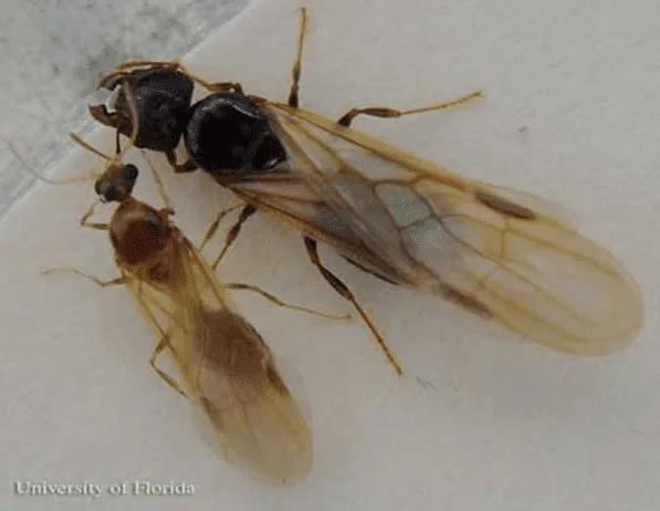 Winged bigheaded ant reproductives (alates) in Florida: larger female (queen) designed for egg-laying next to smaller male, seen during spring/summer swarms often triggered by rain.