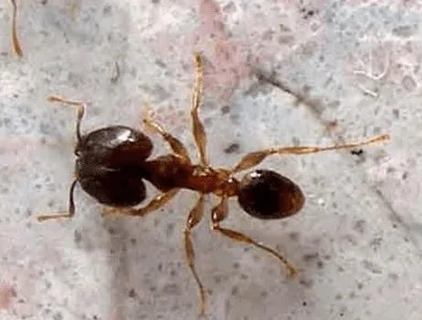 Close-up top view of a bigheaded ant major worker (Pheidole megacephala) highlighting its distinct large head for pest identification in Palm Bay, Florida; Bigheaded ant control