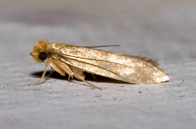 Closeup photo of a clothes moth. How to get rid of moths