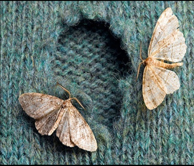 Clothes moths resting on a wool sweater with a large hole chewed through it – classic sign of a closet moth infestation.