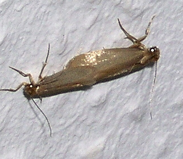Pair of mating clothes moths on a wall, a common sign of infestation in closets