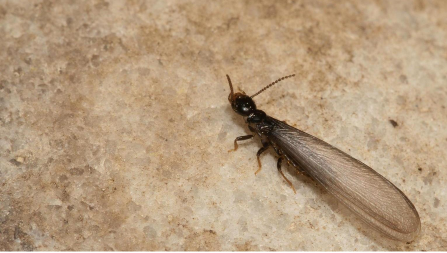Eastern Subterranean Termite swarmer on a textured surface.