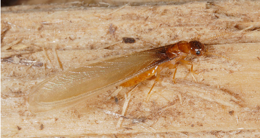 Formosan Subterranean Termite swarmer on a wooden surface.