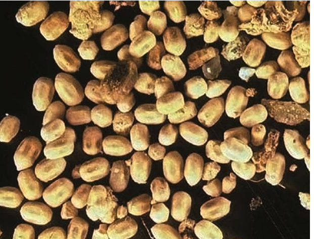 Close-up of drywood termite frass (droppings) showing six-sided pellets.