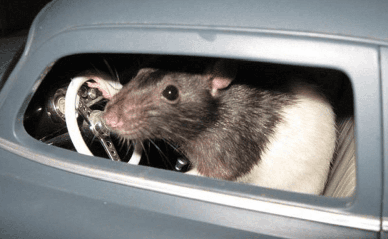 Rats in car