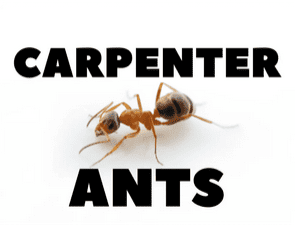 Carpenter ant crawling on wood, close-up. Pest control for carpenter ants in Melbourne, Florida