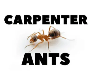 Carpenter ant crawling on wood, close-up. Pest control for carpenter ants in Melbourne, Florida
