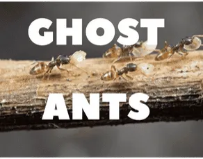 Tiny ghost ants on a kitchen counter, close-up. Expert ghost ant pest control in Palm Bay, FL.