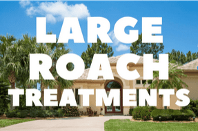 Large roach (Palmetto bug) on a wall. Effective American, Australian, and Palmetto bug pest control with IGR in Palm Bay, Melbourne, and barrier island areas.