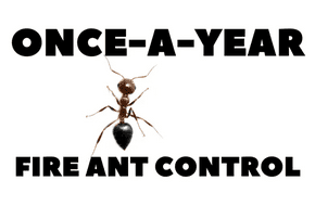 Fire ant mound in grass with ants swarming. Comprehensive fire ant control and yard treatment in Palm Bay, Melbourne, and barrier island areas.