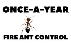 Fire ant mound in grass with ants swarming. Comprehensive fire ant control and yard treatment in Palm Bay, Melbourne, and barrier island areas.