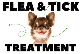 Dog scratching from fleas. Professional flea and tick yard treatment and interior pest control for pets and homes in Palm Bay, FL.