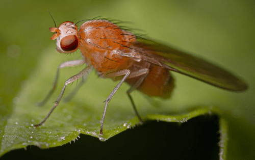 A close-up shot of a common fruit fly (Drosophila melanogaster), a small insect with red eyes, resting on a piece of fruit.