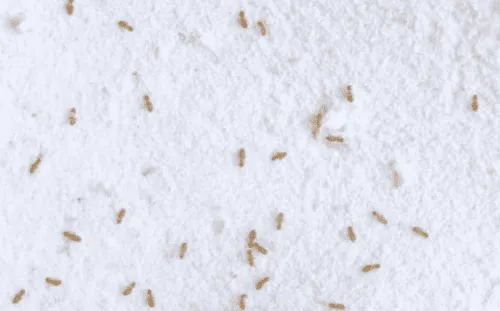 Close-up of numerous tiny, light brown psocids, also known as booklice, scattered across a white, textured surface, indicating a common indoor pest problem.