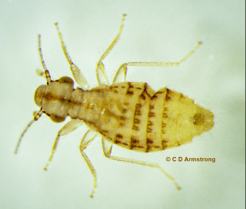 Extreme close-up of a single psocid, showing its segmented body, long antennae, and legs, magnified for detailed identification.