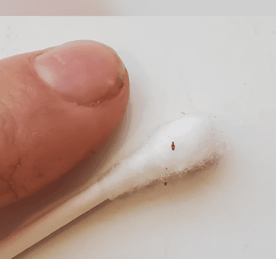 A single tiny, brown psocid resting on a white cotton swab, with a human thumb nearby for scale, demonstrating how small these booklice are.